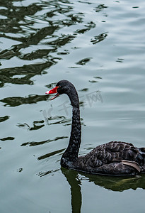 湖泊保护动物大自然黑天鹅摄影图配图