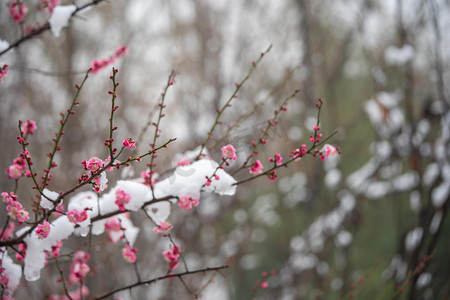 红梅白天白雪红梅树梅园赏梅摄影图配图