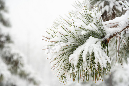 下雪天白天树枝上的积雪野外积雪摄影图配图