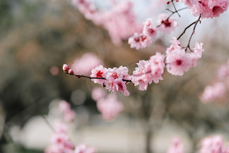 正值腊八摄影照片_植物冬季梅花枝头特写盛开摄影图配图
