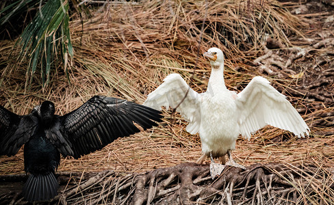 湿地鸟类摄影照片_鹈鹕动物鸟类自然生态摄影图配图