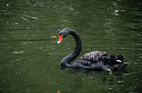 黑颈天鹅摄影照片_天鹅湖泊保护动物黑天鹅摄影图配图