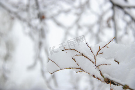 冬季雪景高清图摄影照片_冬季雪景白天树枝白雪室外落雪摄影图配图