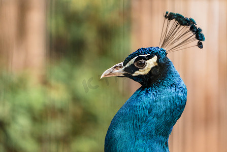 日蓝摄影照片_孔雀珍稀鸟类动物特写摄影图配图