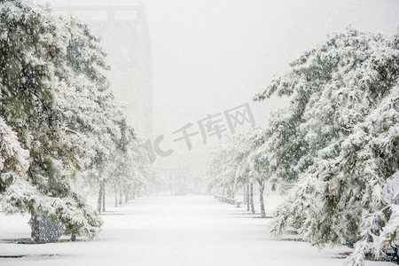 雪地雪景摄影照片_下雪天白天松树和落雪道路落雪摄影图配图