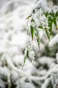 雪摄影照片_下雪白天竹叶上的积雪室外落雪摄影图配图