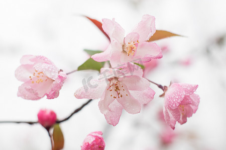 海棠春天花瓣自然特写摄影图配图