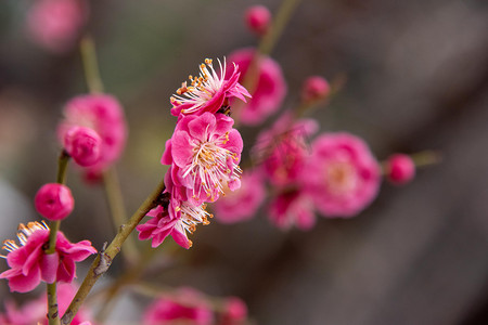 梅花白天盛开的梅花梅园游园摄影图配图