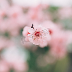 风景摄影照片_植物花冬季白天梅花特写枝头花瓣盛开摄影图配图