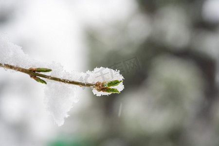 冬季雪景白天树枝室外雪景摄影图配图