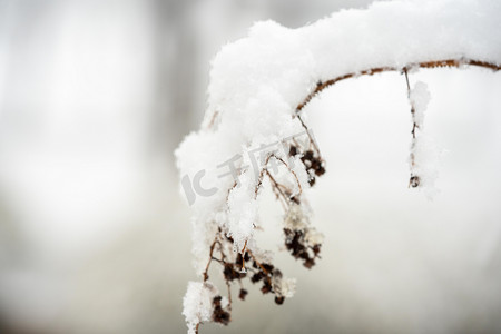 冬季雪景白天落雪树枝室外冬季雪景摄影图配图