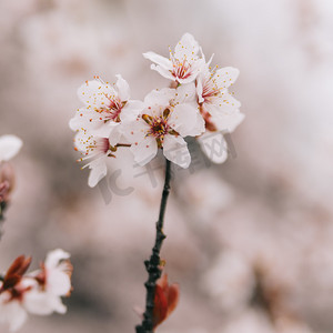花朵枝头摄影照片_植物花早春春季樱花枝头特写盛开摄影图配图