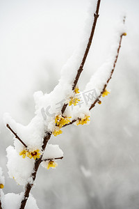 冬季雪景白天迎春花落雪室外下雪摄影图配图