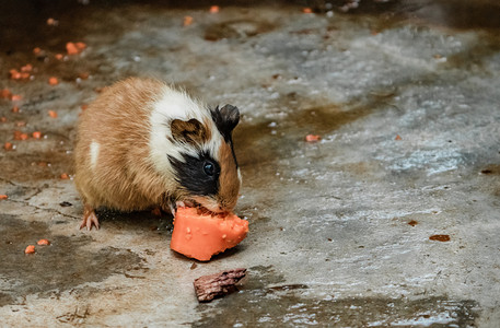 葵鼠摄影照片_豚鼠荷兰猪小动物吃萝卜觅食摄影图配图