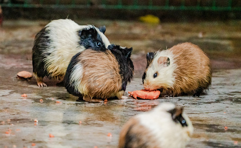 葵鼠摄影照片_可爱动物天竺鼠荷兰猪豚鼠摄影图配图