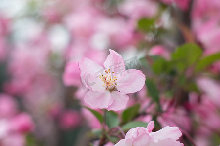海棠春天花瓣自然绽放摄影图配图