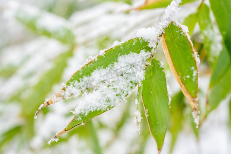 冬季雪景白天冬季雪景雪压竹子叶室外下雪摄影图配图