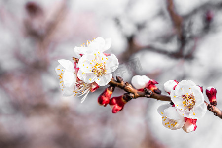 瑞鹤白梅摄影照片_春季梅花白天梅花花朵室外梅花花枝摄影图配图