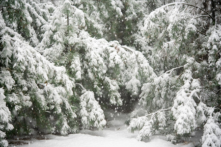 雪白天竹林上的落雪室外下雪摄影图配图