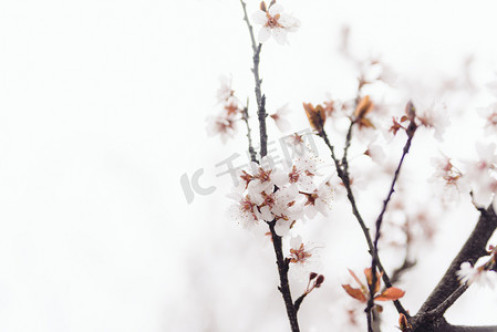 植物花早春樱花枝头盛开开放摄影图配图