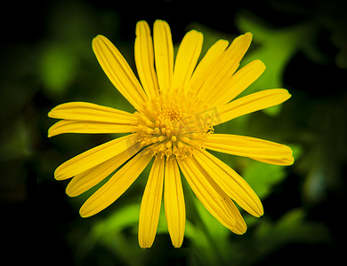 白天户外一朵菊花在春天里盛开摄影图配图