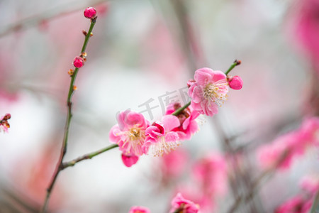 梅花开摄影照片_梅花白天开满枝头的红梅公园游玩摄影图配图