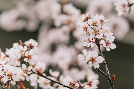 花朵枝头摄影照片_植物花早春樱花枝头盛开摄影图配图