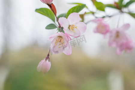 雨后海棠树摄影照片_海棠下午花瓣自然盛开摄影图配图