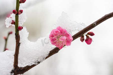 梅花花瓣摄影照片_梅花白天白雪梅花公园游玩摄影图配图