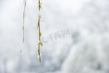 冬季雪景白天冬季雪景室外雪压柳树枝摄影图配图