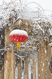 寒潮图片摄影照片_冬季雪景白天红灯笼落雪室外下雪摄影图配图