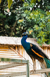 动物孔雀摄影照片_珍稀保护动物孔雀蓝孔雀摄影图配图