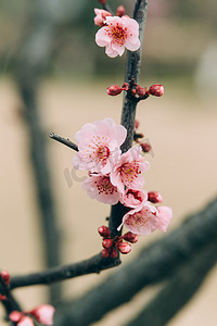 冬季植物花摄影照片_花植物冬季春季梅花室外枝头盛开绽放摄影图配图