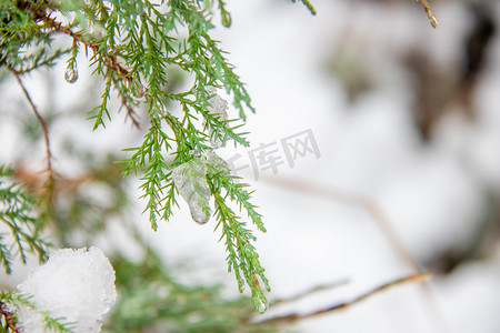 冬日大雪雪景柏树枝白天雪压柏树枝室外冬日大雪雪景摄影图配图