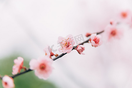 植物花冬季白天梅花特写枝头盛开摄影图配图