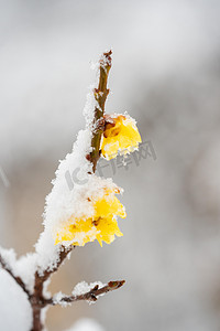 冬天素材摄影照片_冬季雪景白天迎春花雪景室外雪景摄影图配图