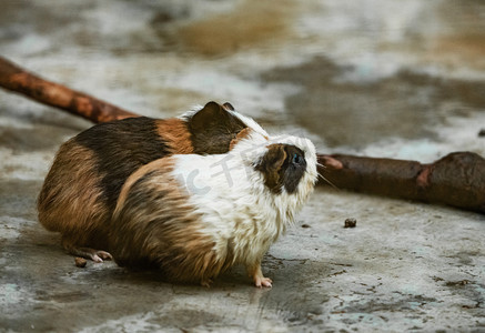 葵鼠摄影照片_可爱小动物荷兰猪天竺鼠豚鼠摄影图配图