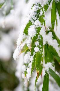 寒潮图片摄影照片_雪白天落雪竹林上积雪摄影图配图