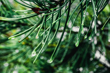 雨雪天摄影照片_雨滴白天挂在松枝上的雨滴室外春游摄影图配图