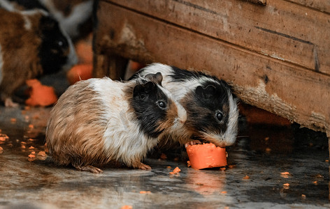 葵鼠摄影照片_荷兰猪豚鼠可爱动物吃萝卜摄影图配图