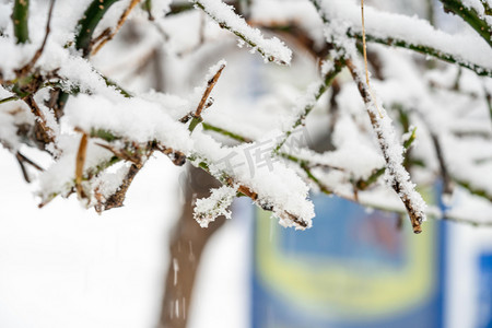 下雪植物摄影照片_下雪白天落满雪的树枝室外落雪摄影图配图