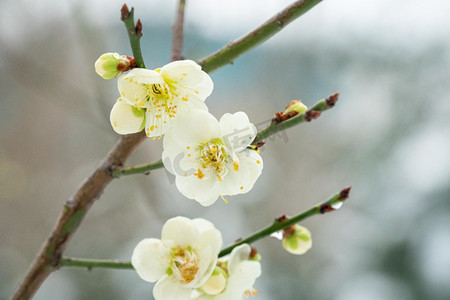 花卉拍摄摄影照片_梅花白天白梅花枝室外游园摄影图配图