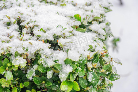 冬季雪景白天冬青树落雪室外冬季雪景摄影图配图