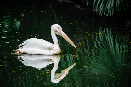 鹈鹕鸟类动物湿地湖泊摄影图配图
