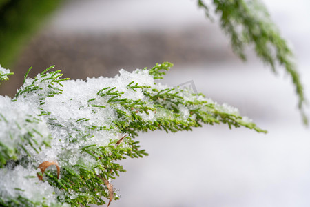 下雪植物摄影照片_下雪天白天松枝室外积雪摄影图配图