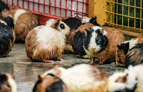 葵鼠摄影照片_豚鼠可爱荷兰猪天竺鼠动物摄影图配图