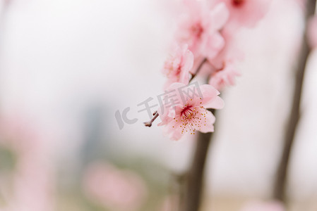 花朵枝头摄影照片_植物花朵冬季春天白天梅花室外枝头盛开绽放摄影图配图