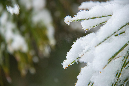 雨雪天摄影照片_雪景白天落雪松枝室外赏雪摄影图配图