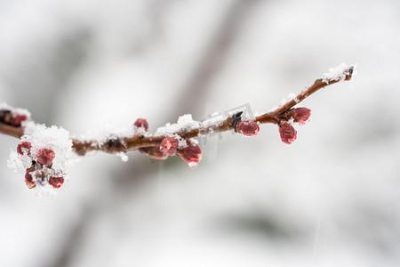 寒潮图片摄影照片_冬季雪景白天桃花树枝室外冬季雪景摄影图配图