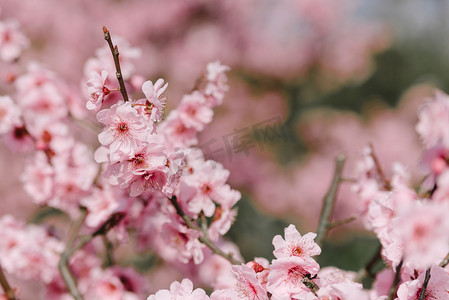 腊八摄影照片_植物冬季梅花室外枝头盛开绽放摄影图配图